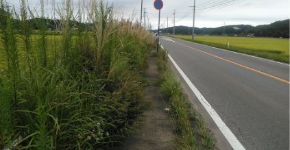 道路の雑草対策