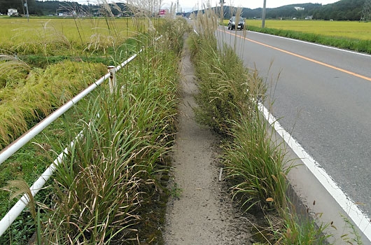 通学路の歩道が雑草で危険な道に