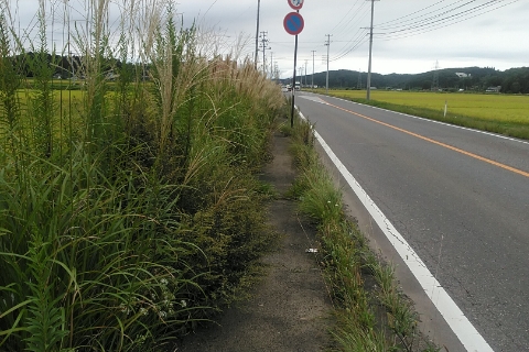 道路の雑草対策